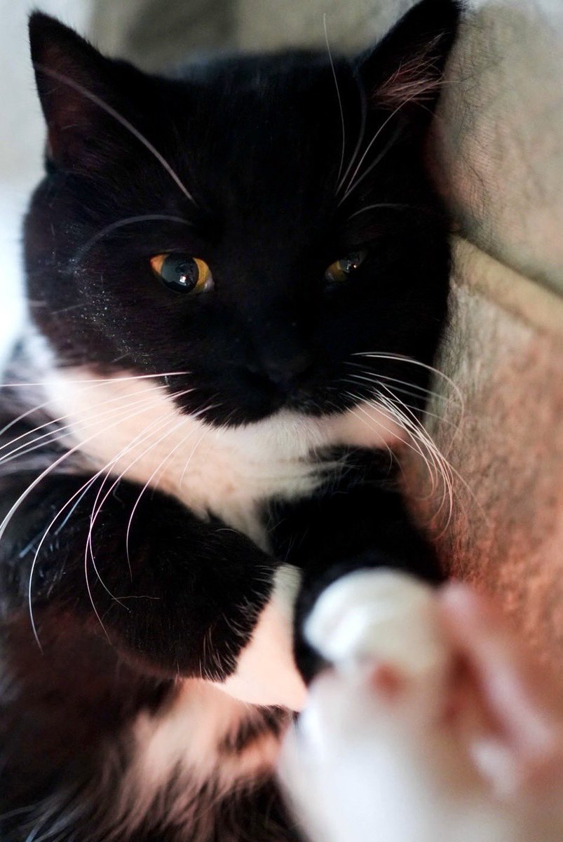 I'm Uni :3 tweet media