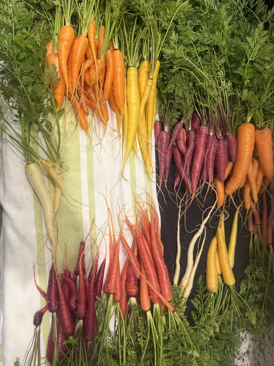 Ms. Eclectic tweet media