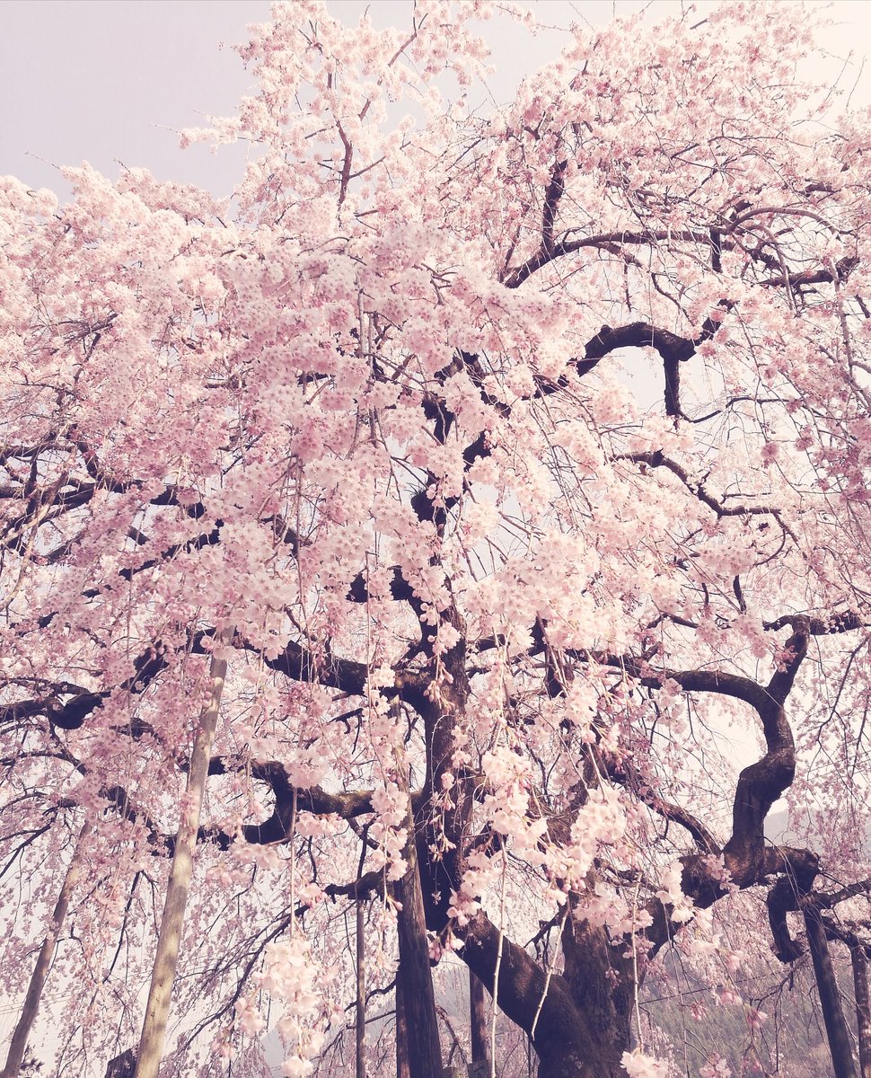 ひさかたの春の羽織りし薄衣は風に解けて万の花咲く
#短歌写真部