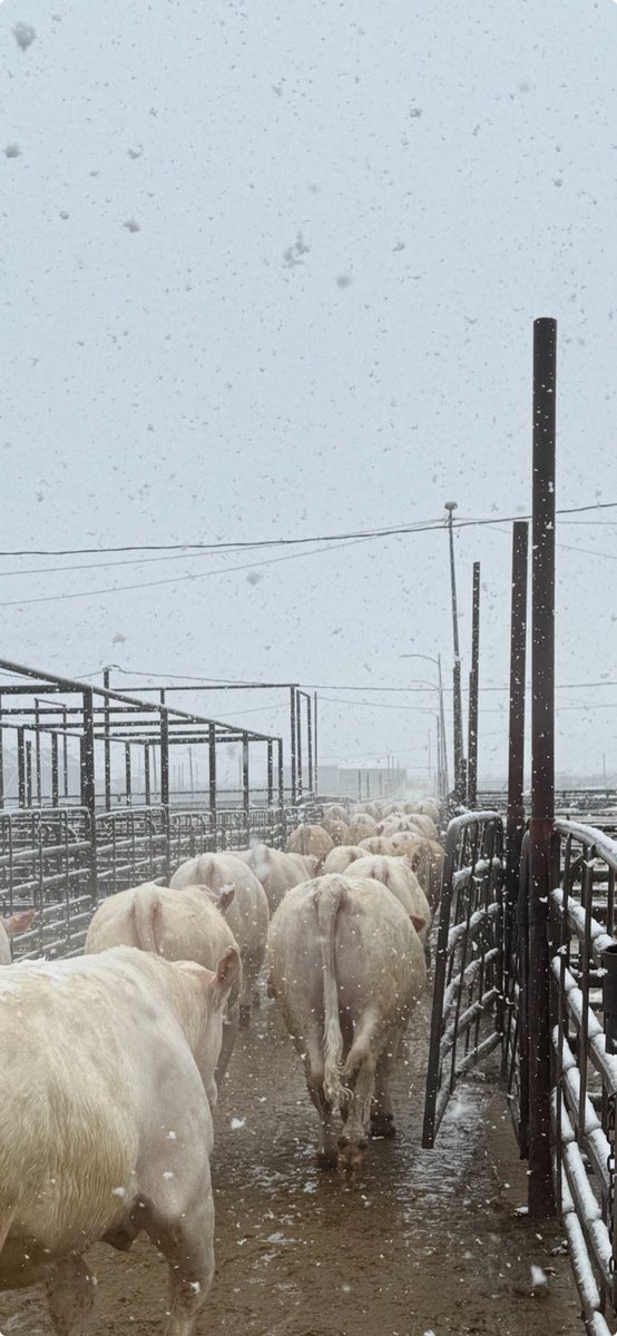 DeBruycker Charolais tweet media