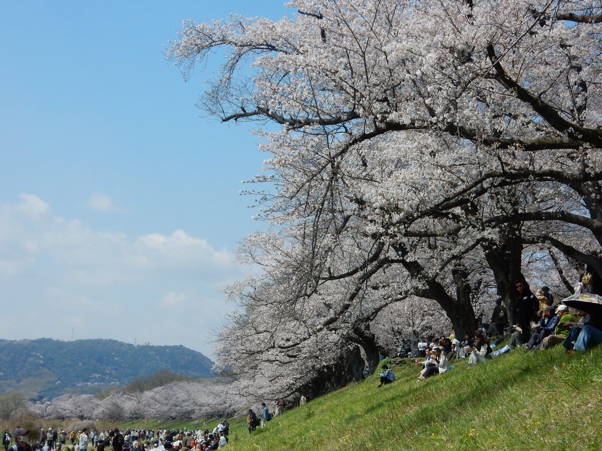 mattyan3wk's tweet photo. 今年のお花見は京都。
八幡市の背割堤の桜と宇治市の平等院鳳凰堂へ。
どちらもインバウンドの外国人が多かったです。

#桜 #京都 #背割堤 #平等院 #抹茶 https://t.co/YJxtnv7gpX