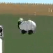 Sheep Of the Day🐑 tweet media