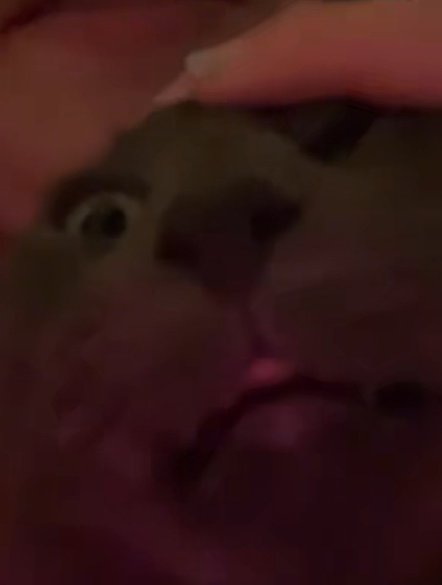 louise ⋆.𐙚 ̊ tweet media