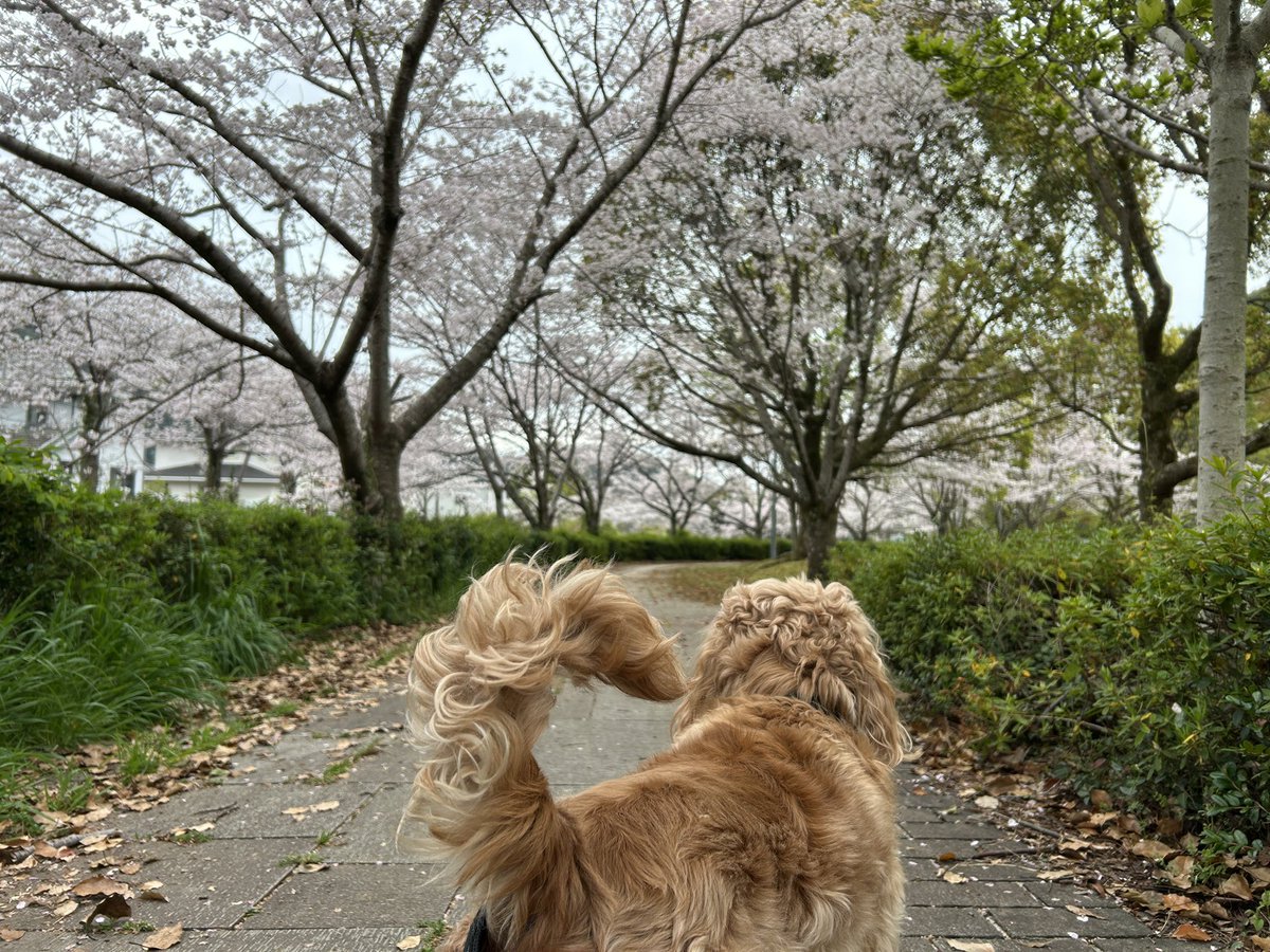 tomozo 【公式】裏アカウント tweet media