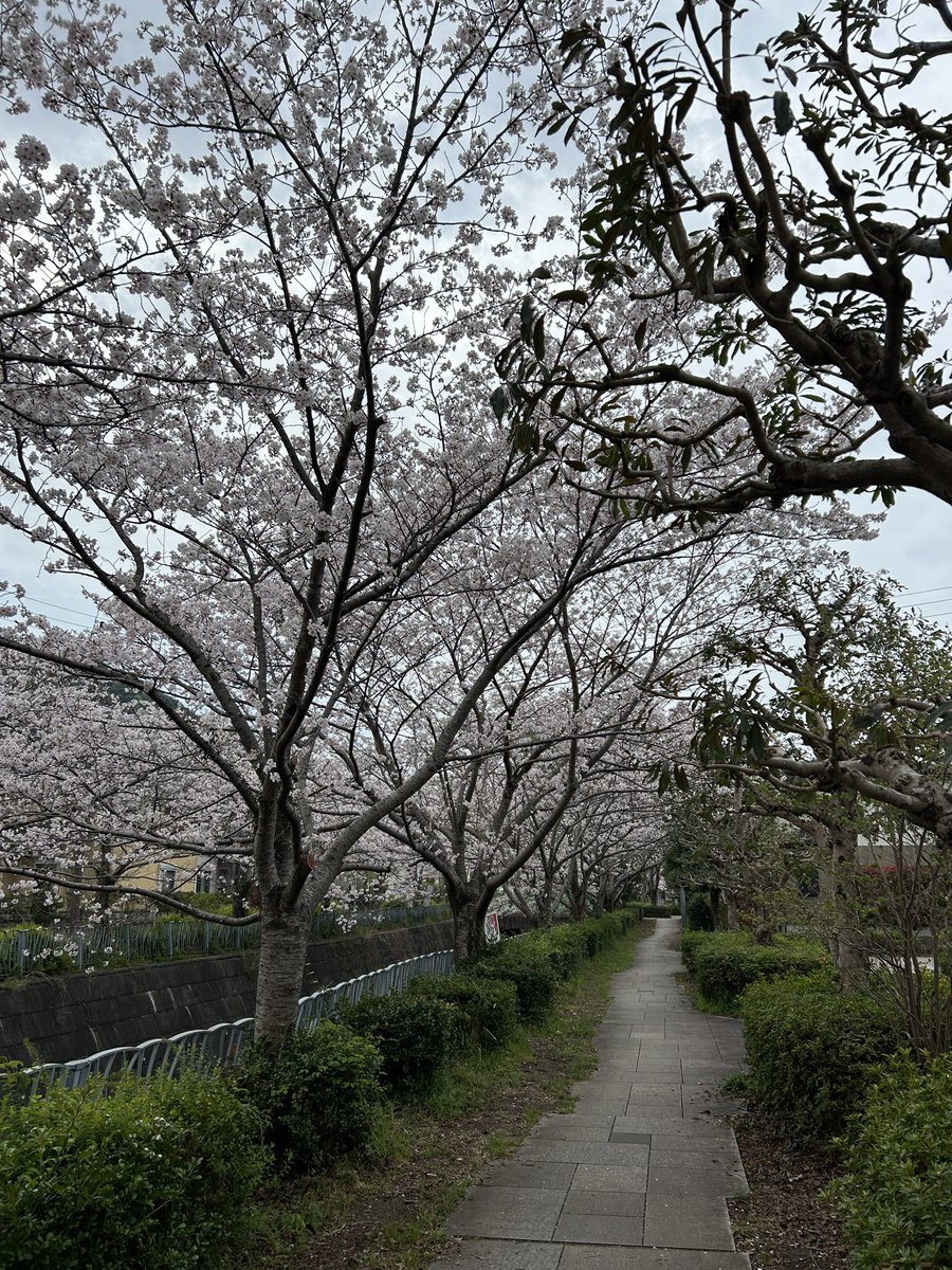 tomozo 【公式】裏アカウント tweet media