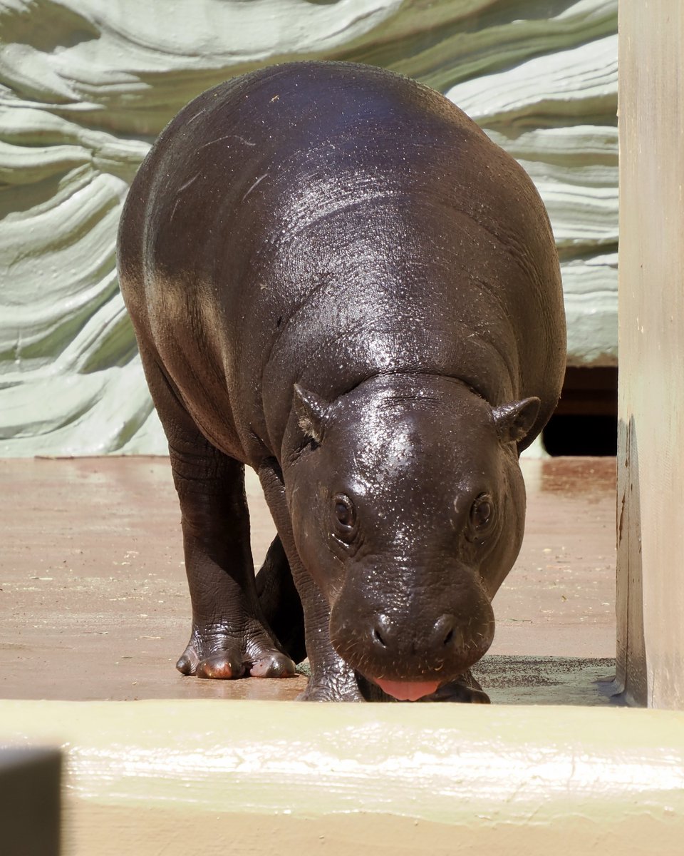 あんず猫＊🌙 tweet media