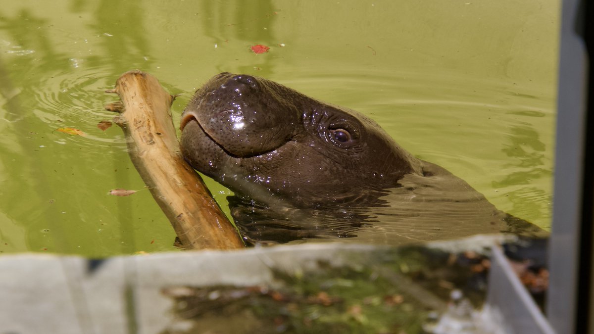 あんず猫＊🌙 tweet media