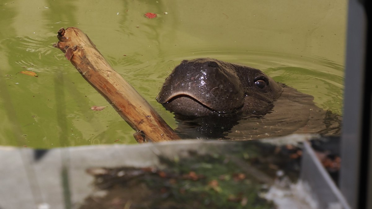 あんず猫＊🌙 tweet media