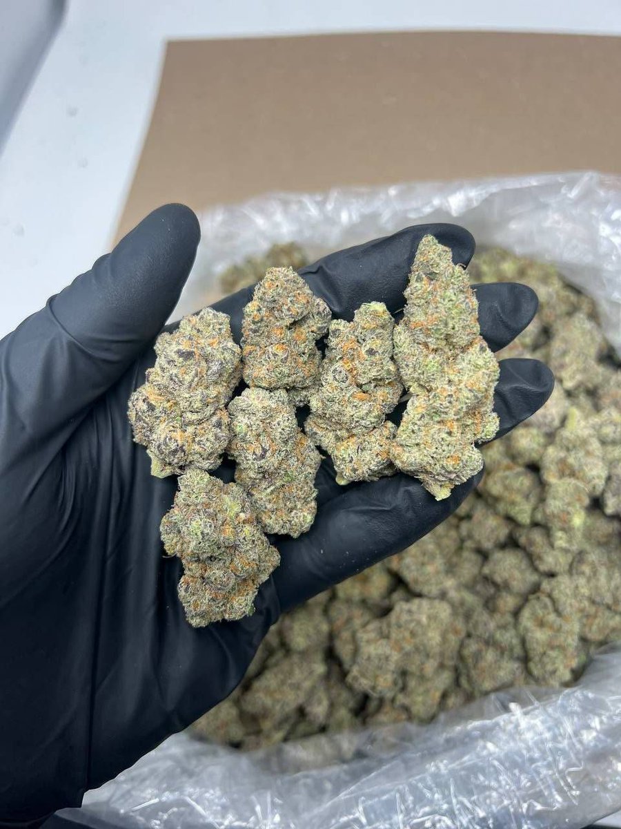 sincity seeds tweet media