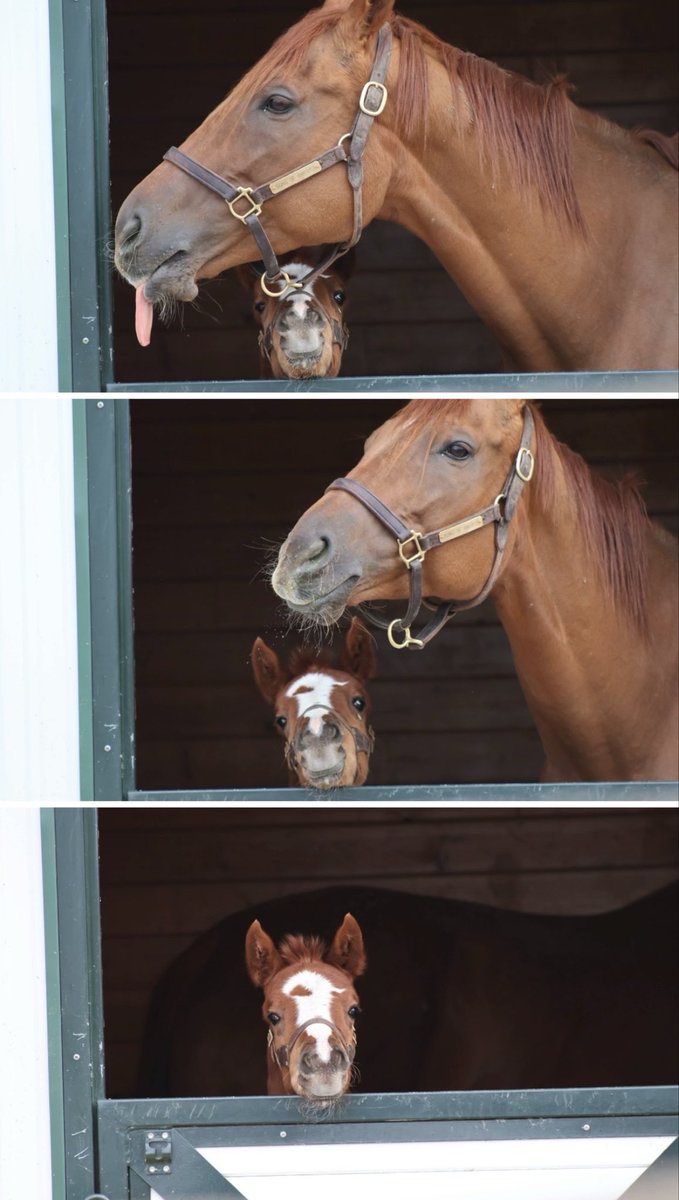 Mountain View Farm tweet media