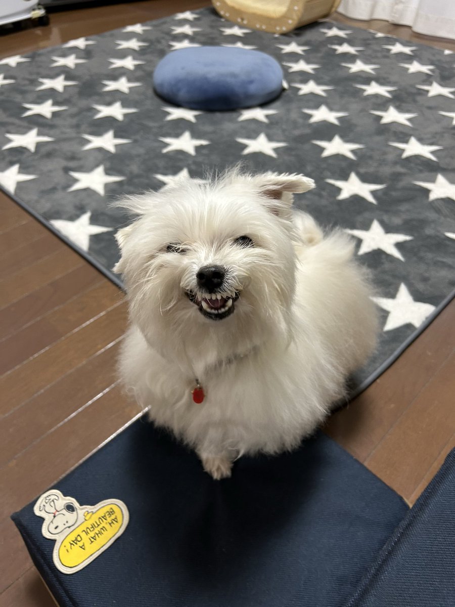 ハルくん tweet media