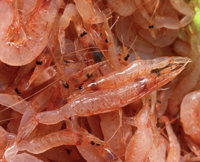 瑞穂丸・瑞穂水産直売所 tweet media