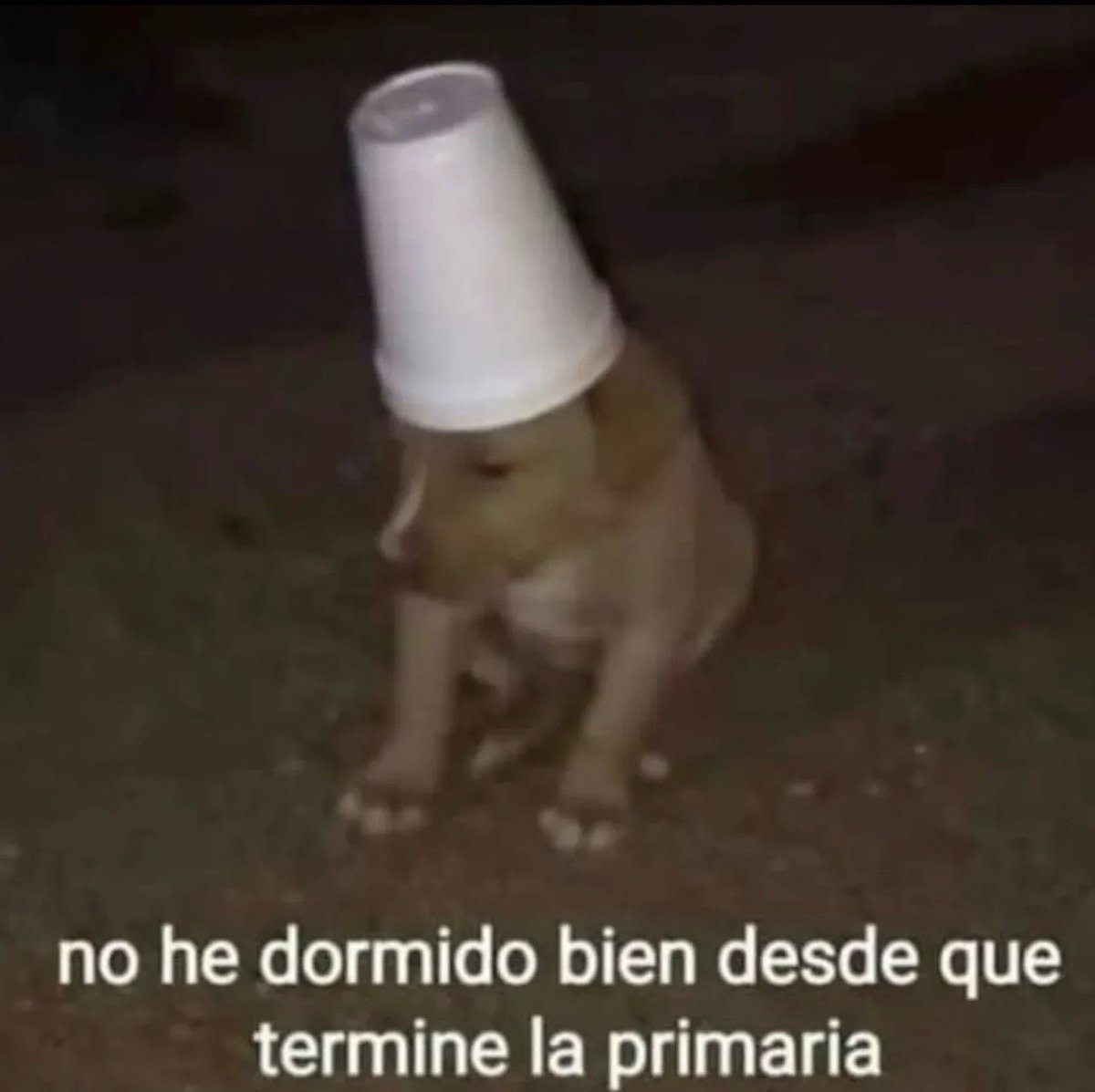 Mundo de Bigotes tweet media