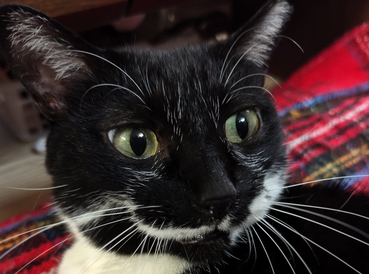 キャリー(NEW) tweet media