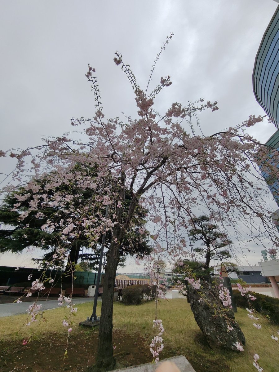 YokoUmeda 梅田陽子 tweet media