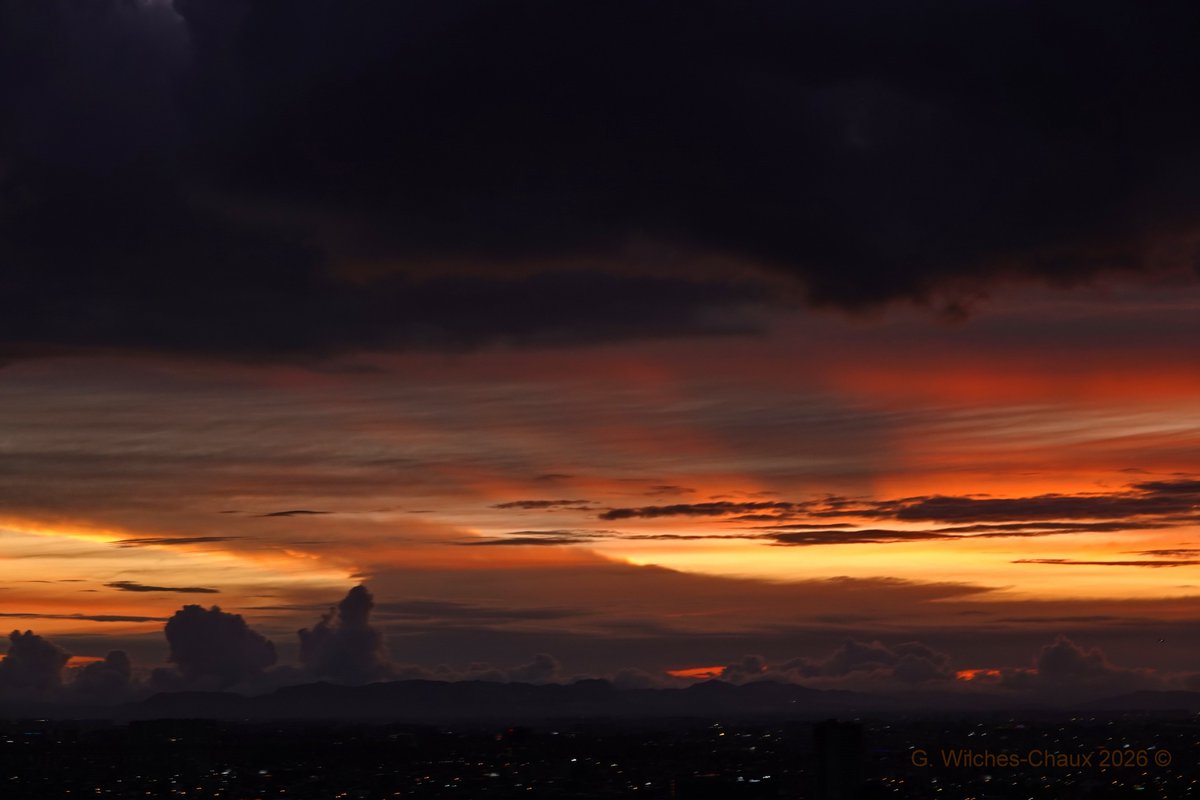 wilcheschaux tweet media