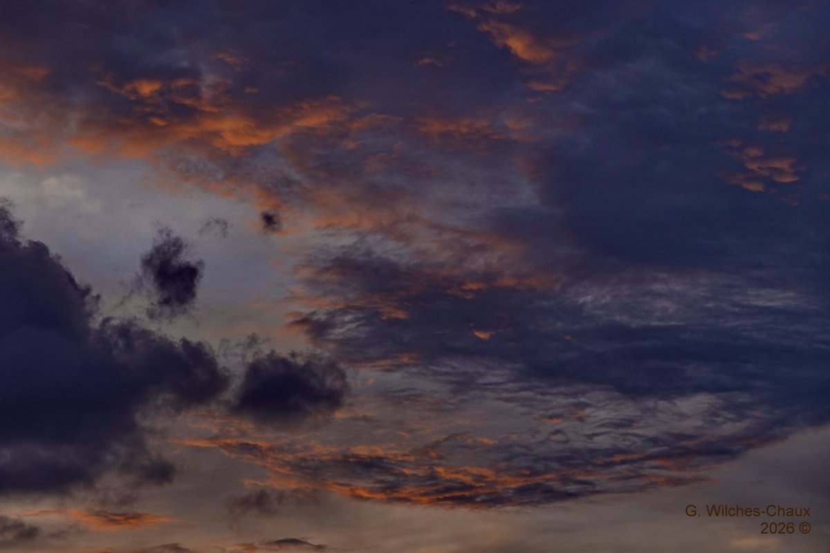 wilcheschaux tweet media