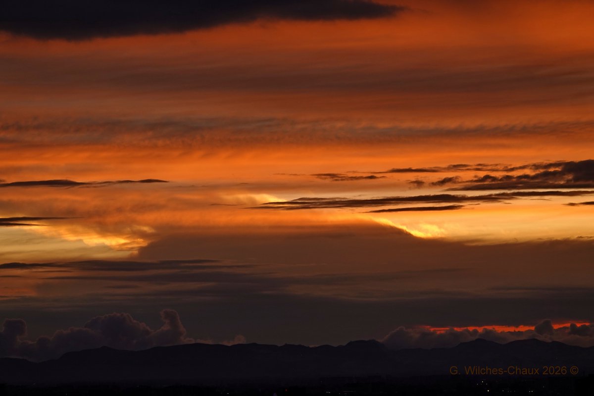 wilcheschaux tweet media