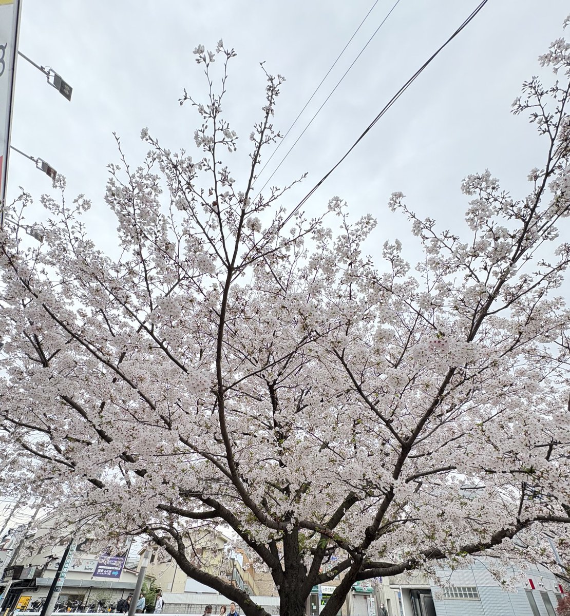 アミマンマ❣️ tweet media