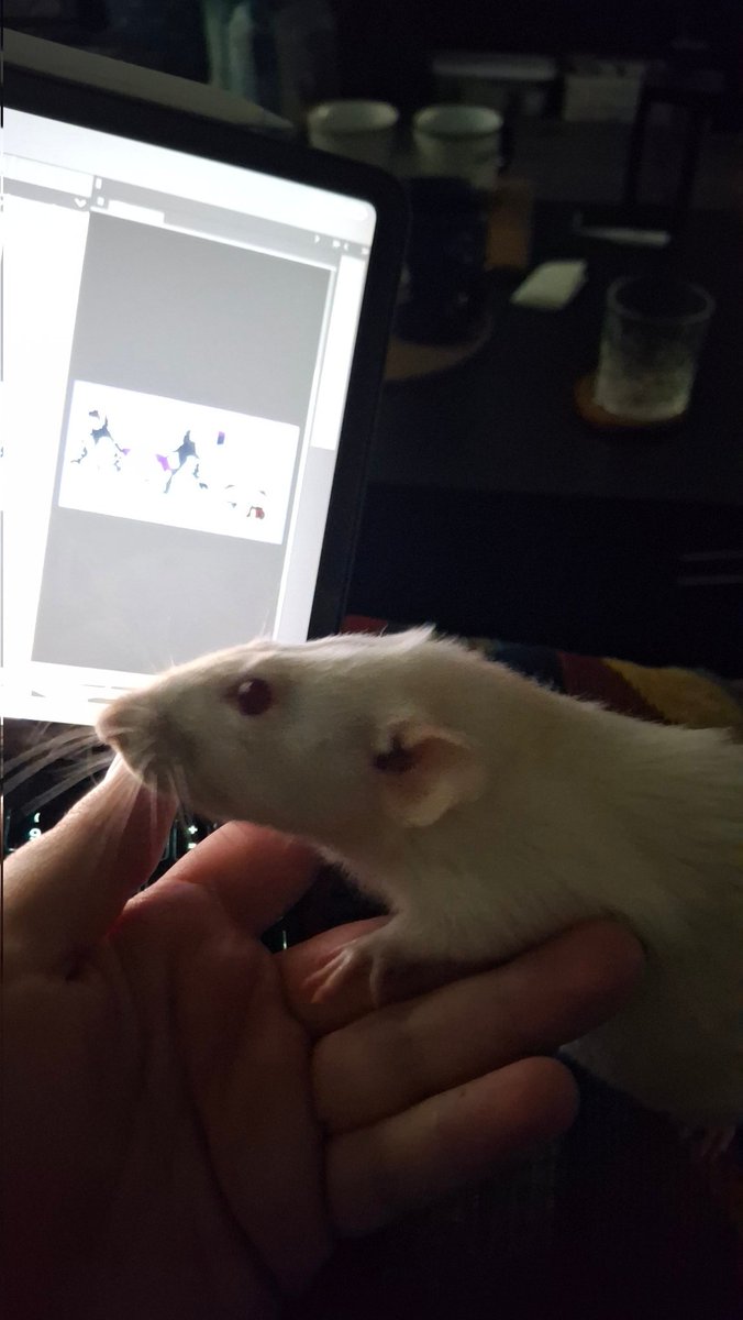 Shindekitty tweet media