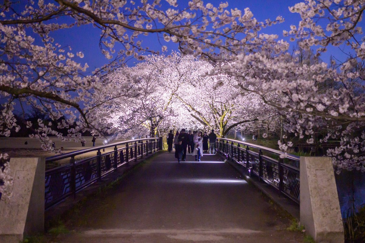 gsmdpic7's tweet photo. 夜桜 https://t.co/r7PSwbidVl