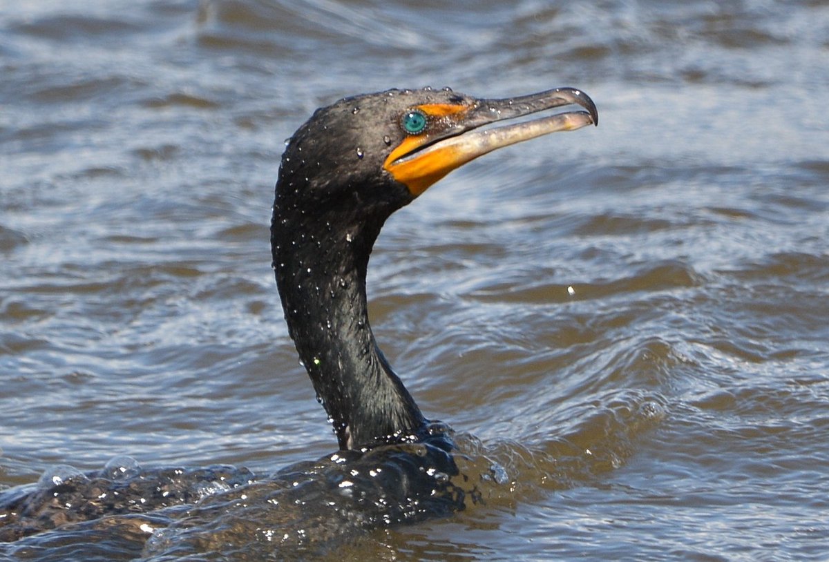 Donald S tweet media