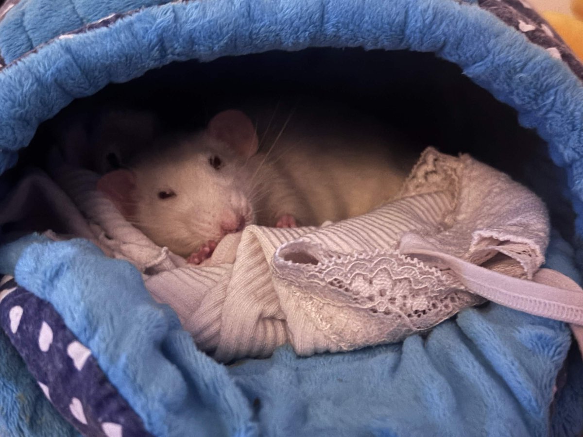 Satsuki Mei | めいちゃん tweet media