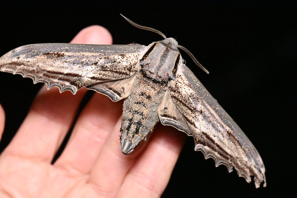 虫キチ モトキ/Mushikici 🪲🪶📸 tweet media