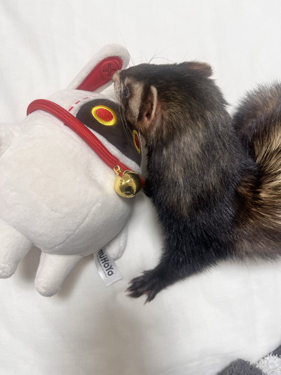 1ディニーボンプのぬいぐるみ tweet media