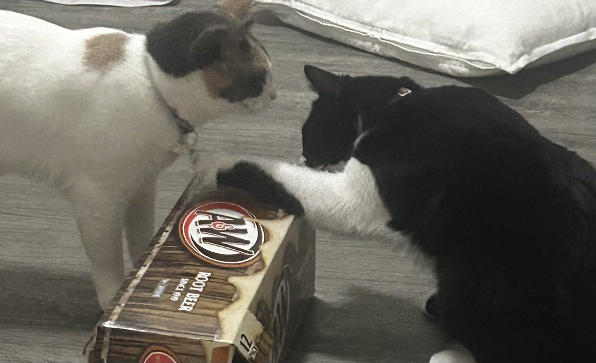 Dredgen Sale ⬛️⬜️🟪 tweet media