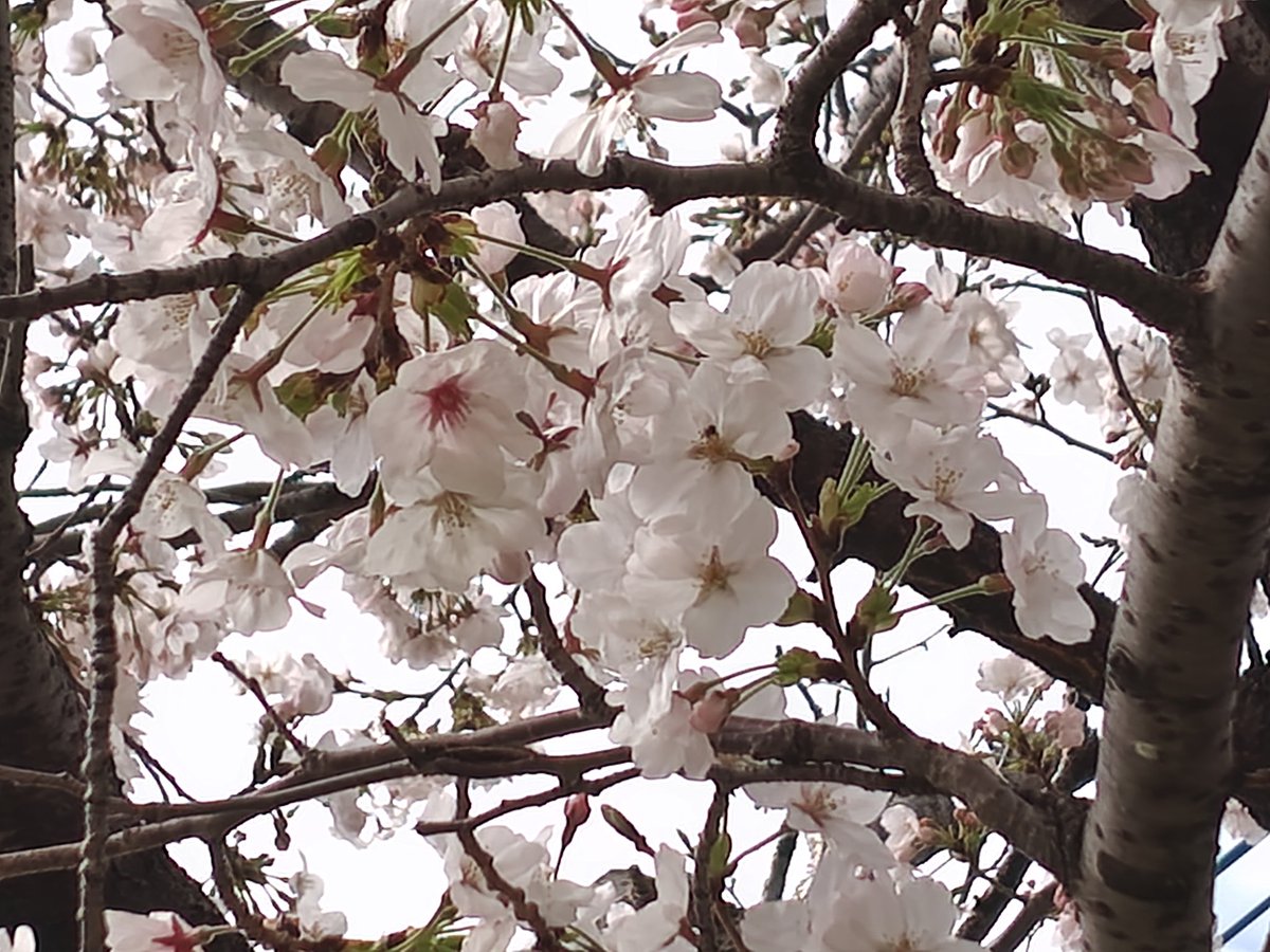 かっぱまき💚ケッタマシ🖖🐷(魚河岸みすず) tweet media