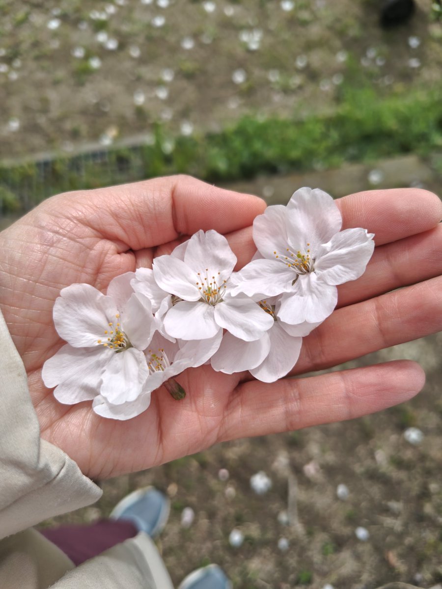 かっぱまき💚ケッタマシ🖖🐷(魚河岸みすず) tweet media