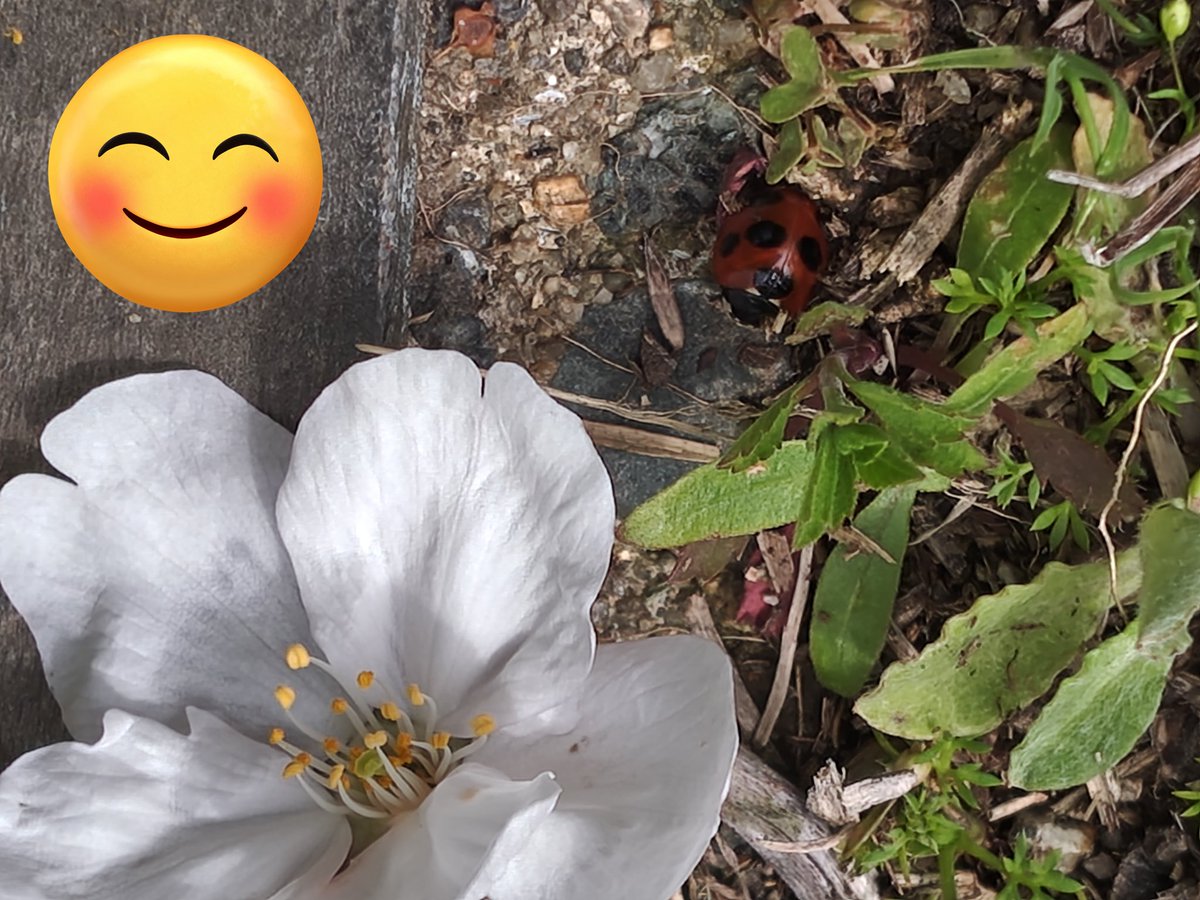 かっぱまき💚ケッタマシ🖖🐷(魚河岸みすず) tweet media