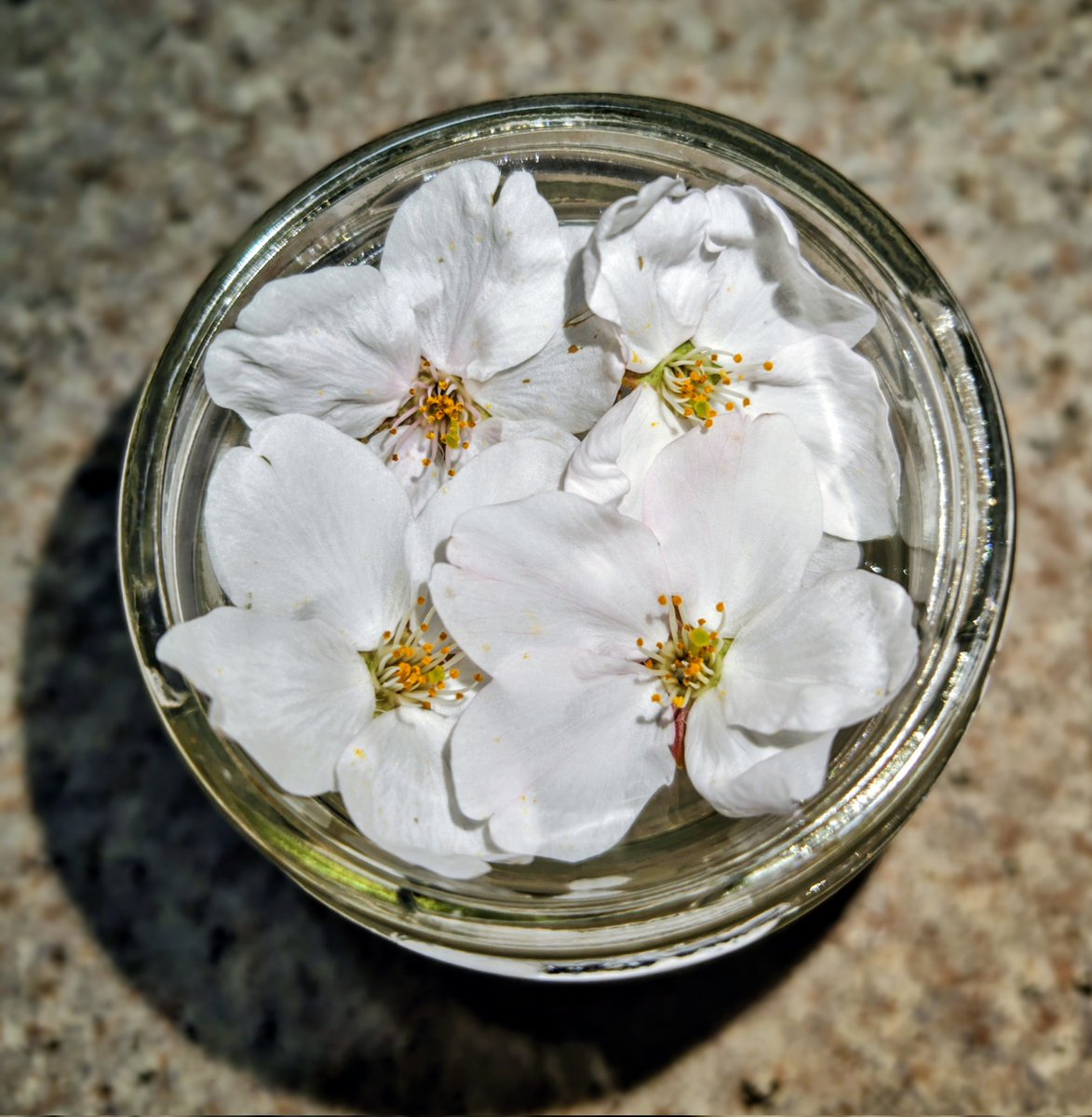 かっぱまき💚ケッタマシ🖖🐷(魚河岸みすず) tweet media