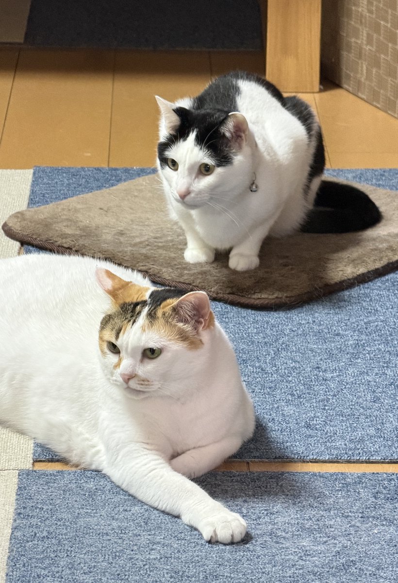 朝は玉子かけご飯@春が待ち遠しい😌 tweet media