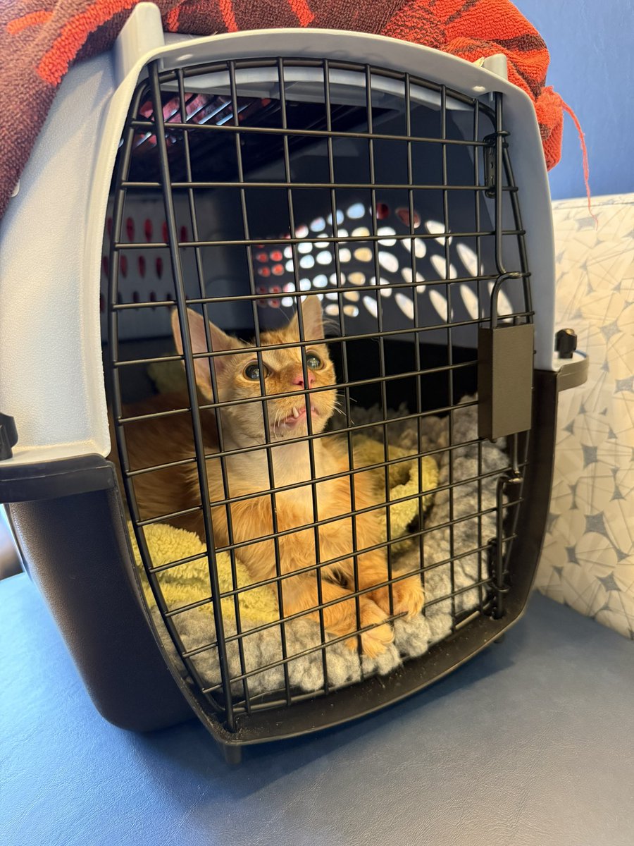 Friends of Bear Cat Rescue tweet media