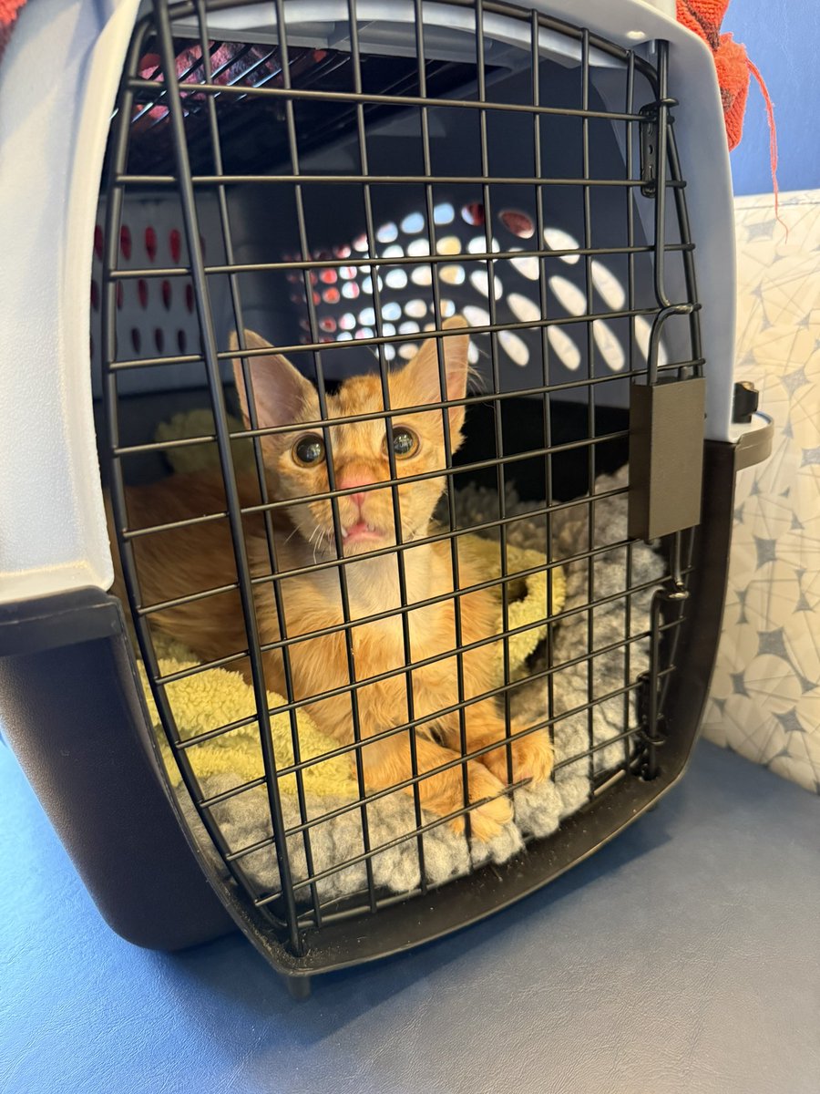 Friends of Bear Cat Rescue tweet media