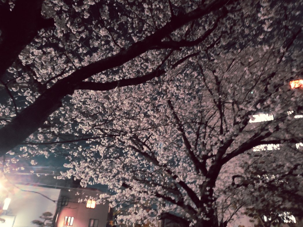 くろね tweet media