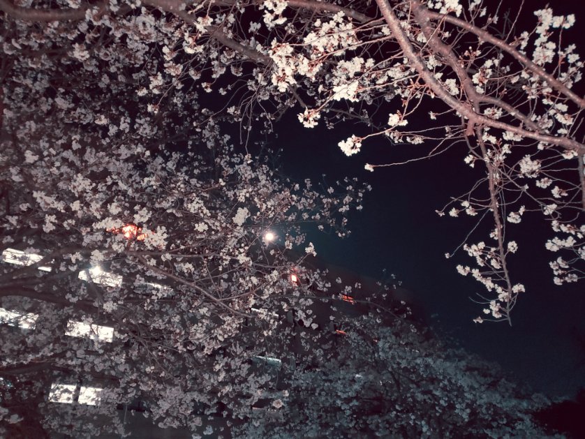 くろね tweet media