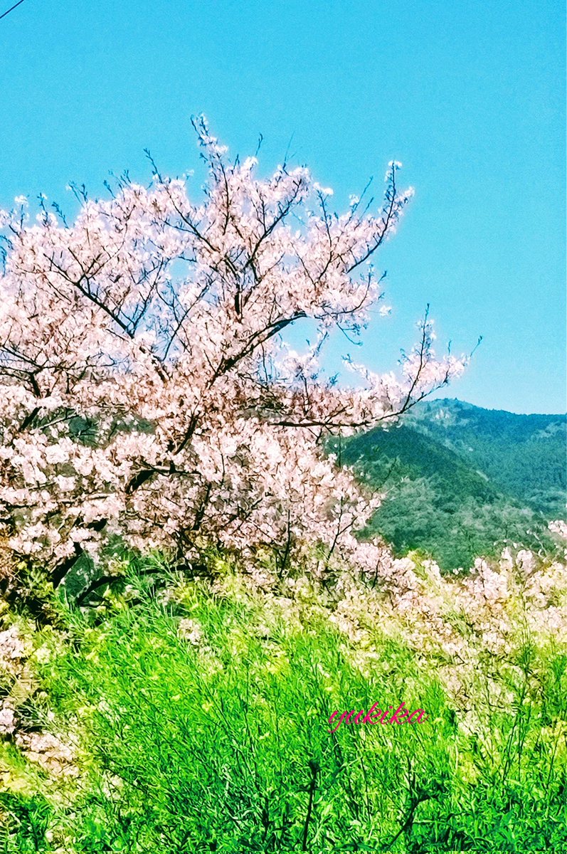 紺碧Konpeki tweet media