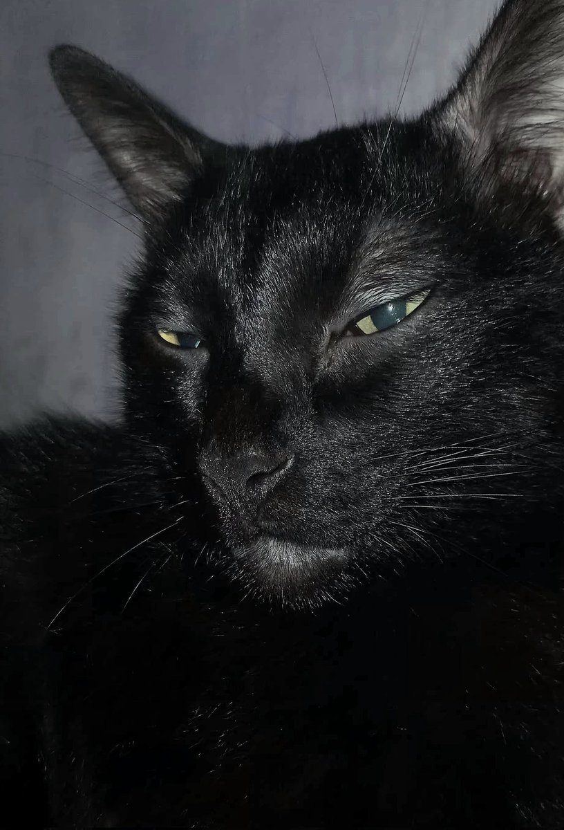 RENKI⁷ ⓥ tweet media