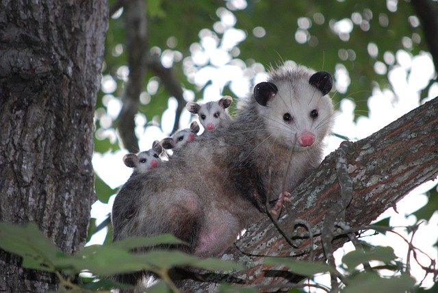 @0JRwKRnq3RVet68 @kekoroid Yes. Since America does not have Tanuki we ...