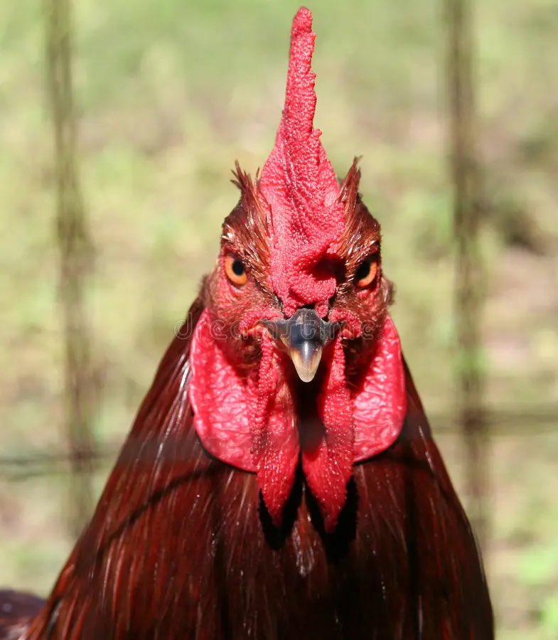 neightglobal tweet media