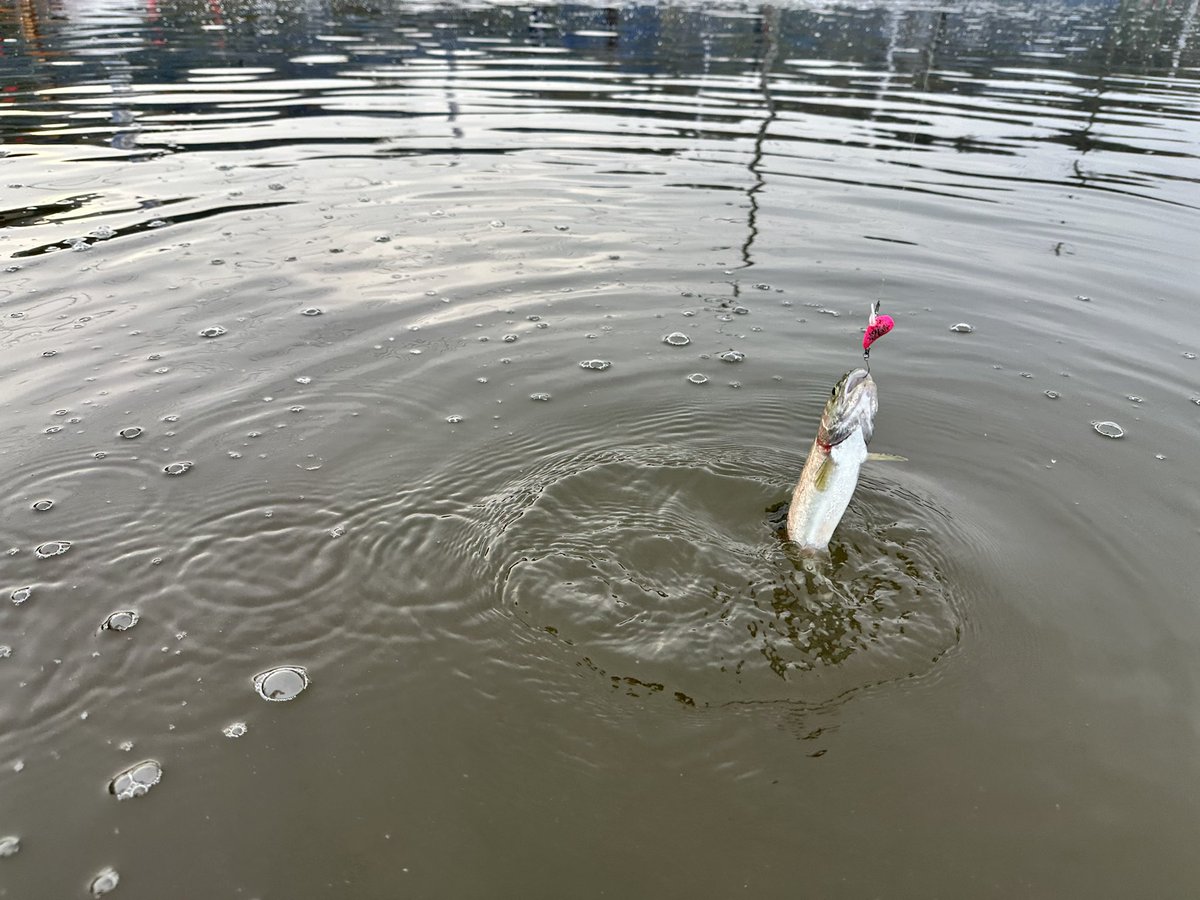 JC Lures tweet media