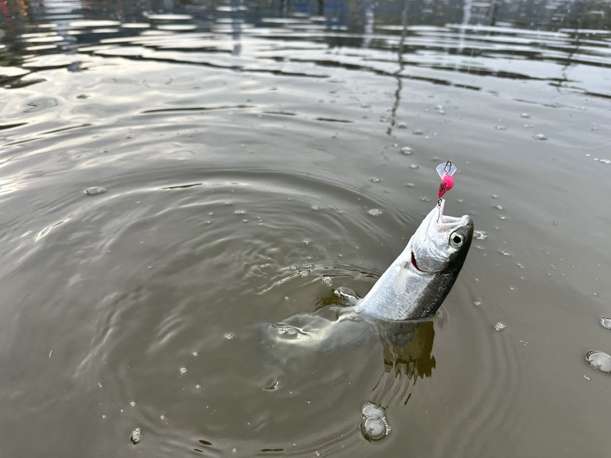 JC Lures tweet media