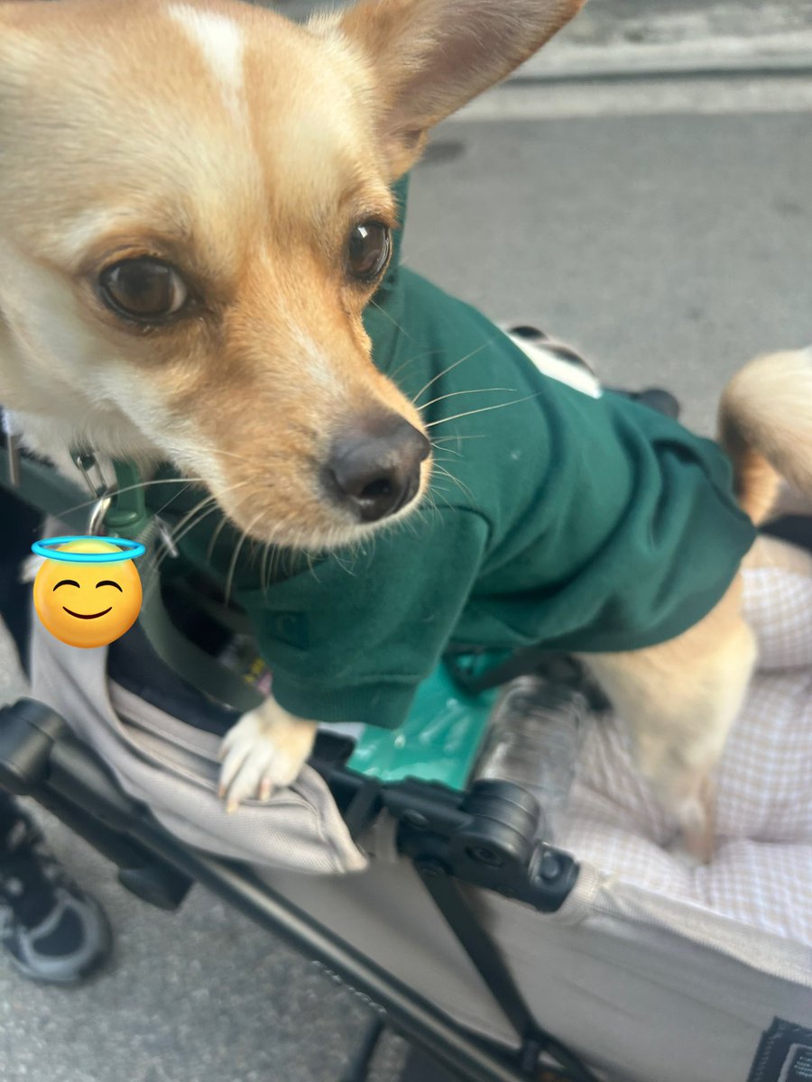 밥푸리 tweet media