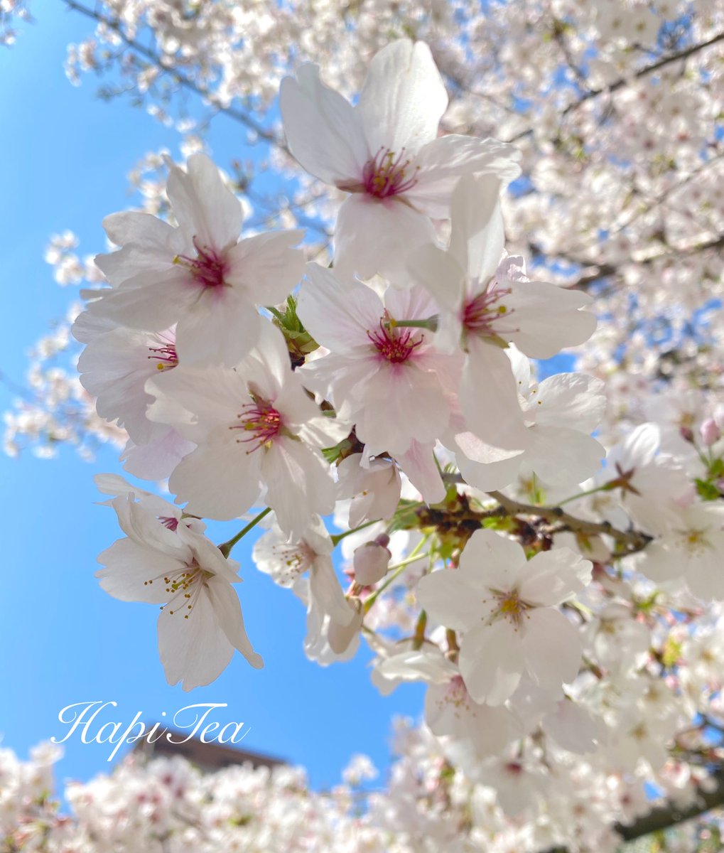 HapiTea(ハピティー) tweet media