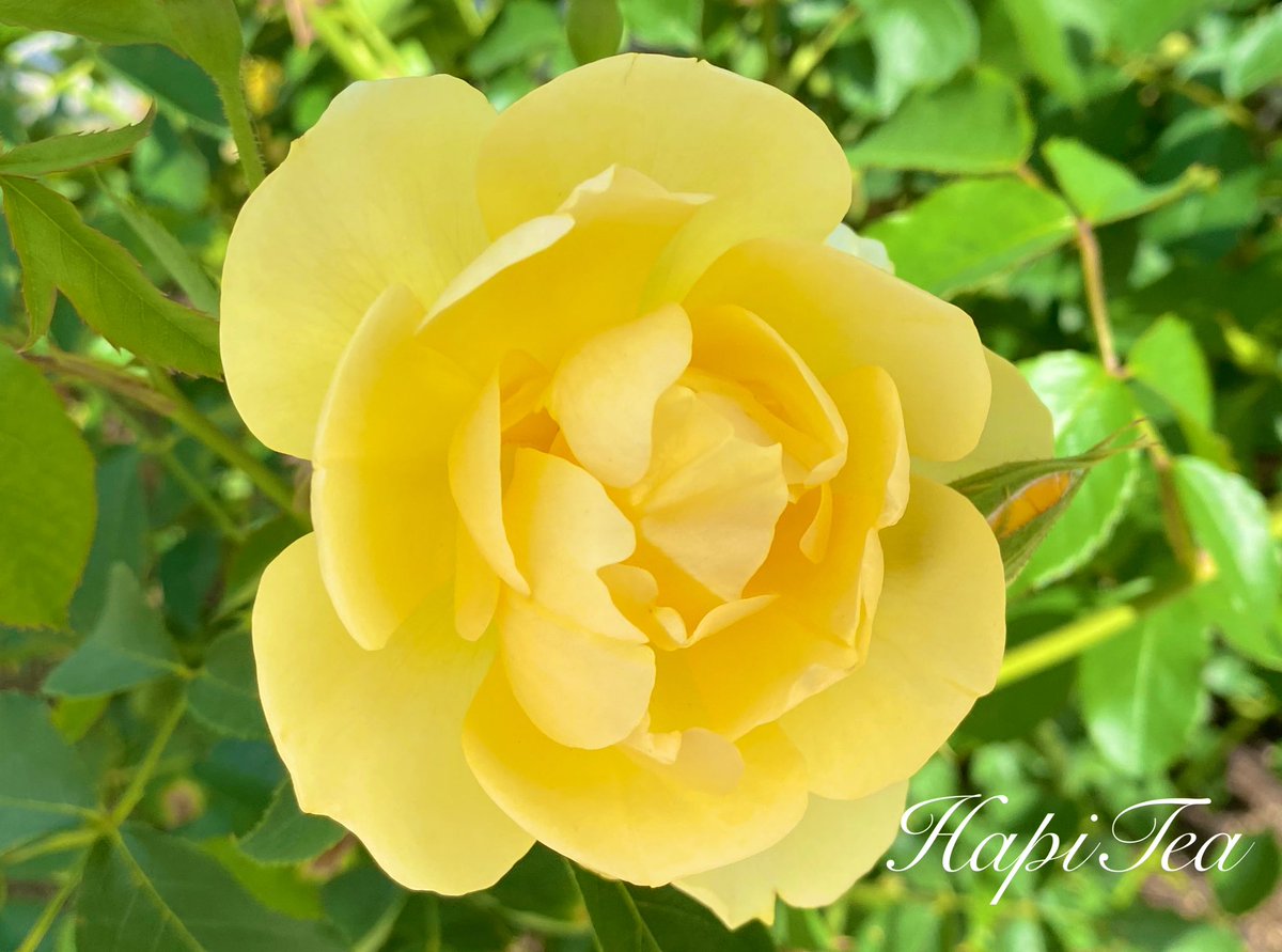 HapiTea(ハピティー) tweet media