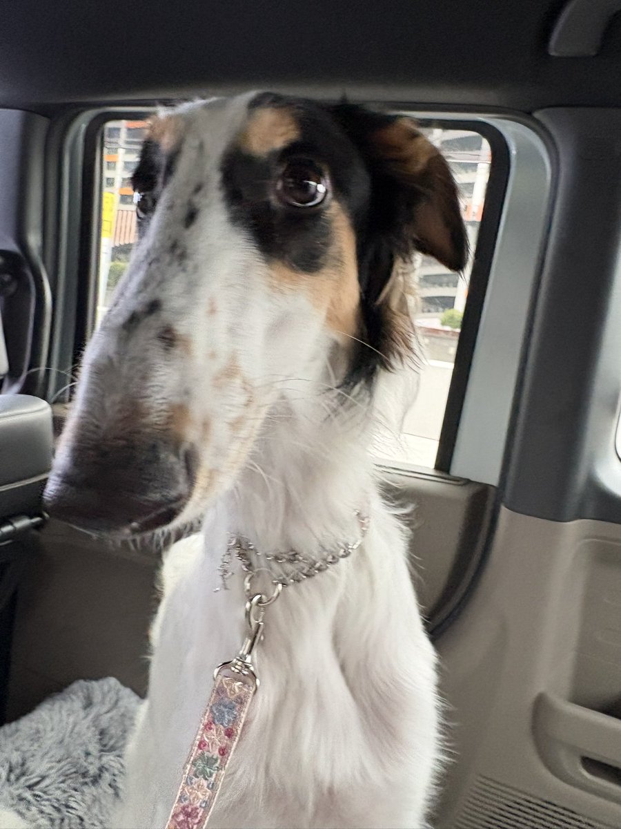 シュカタンポイフル tweet media