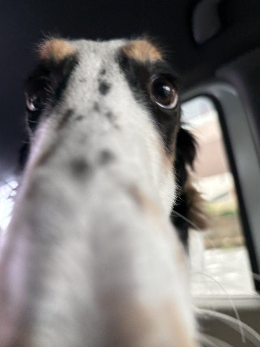 シュカタンポイフル tweet media